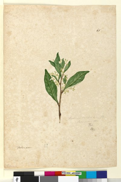 Page 65. Dodonaea triquetra by John William Lewin